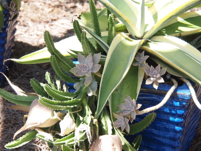 [Flowing from a blue square pot are several different types of cactuses. The main plant in the pot appears to be growing upward with large green leaves coming from the center of the plant. A second type of cactus appears to be vine-like and flows over the side of the pot and down to the ground. It seems to have grey flower-like buds. There are also some long thin 